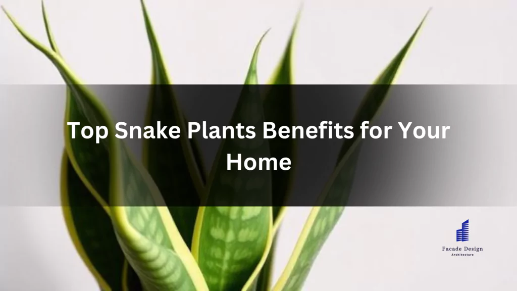 Snake Plants Benefits